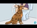 This Is Why Dogs Follow You Into The Bathroom. I Never Knew This!