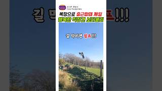 목장으로 출근할때 제일 행복한 직장견 보더콜리 #강아지 #보더콜리 #애견영상 #반려견 #반려동물