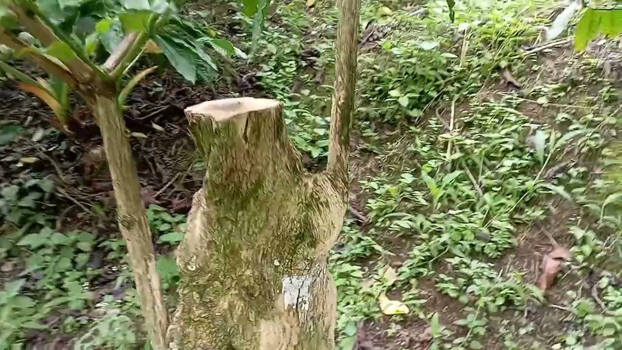 Klon lokal rubusta mdpl 500.