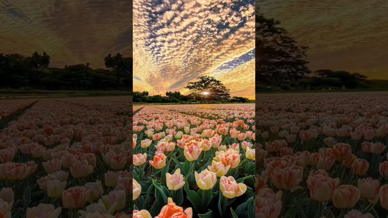 💞wildflower season                                  