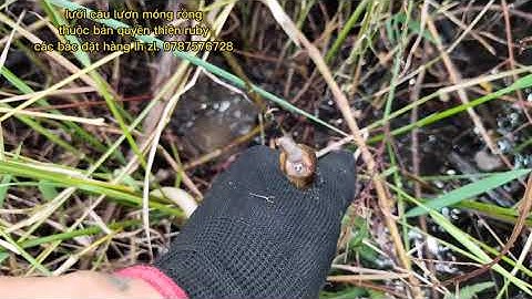 câu lươn bờ mương . với fom lưỡi móng rồng . bách phát bách trúng