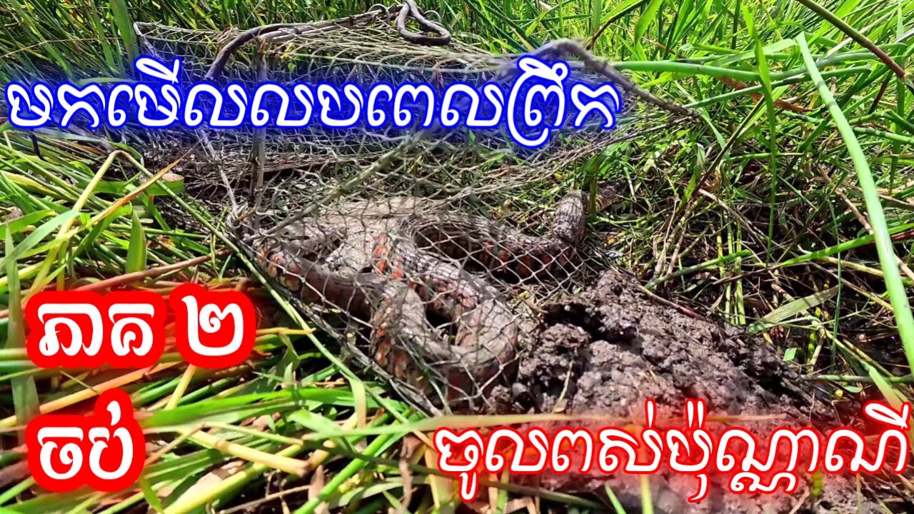 បង្រៀនមេៗមកពីអំពេញឲ្យចេះដាក់កង្កែប មកមើលលបពេលព្រឹក មានអីចូលពស់ប៉ុណ្ណាណី ទី១៤ ភាគ២ចប់
