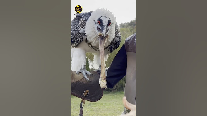 How Vulture Swallows Big Bone Whole 😱