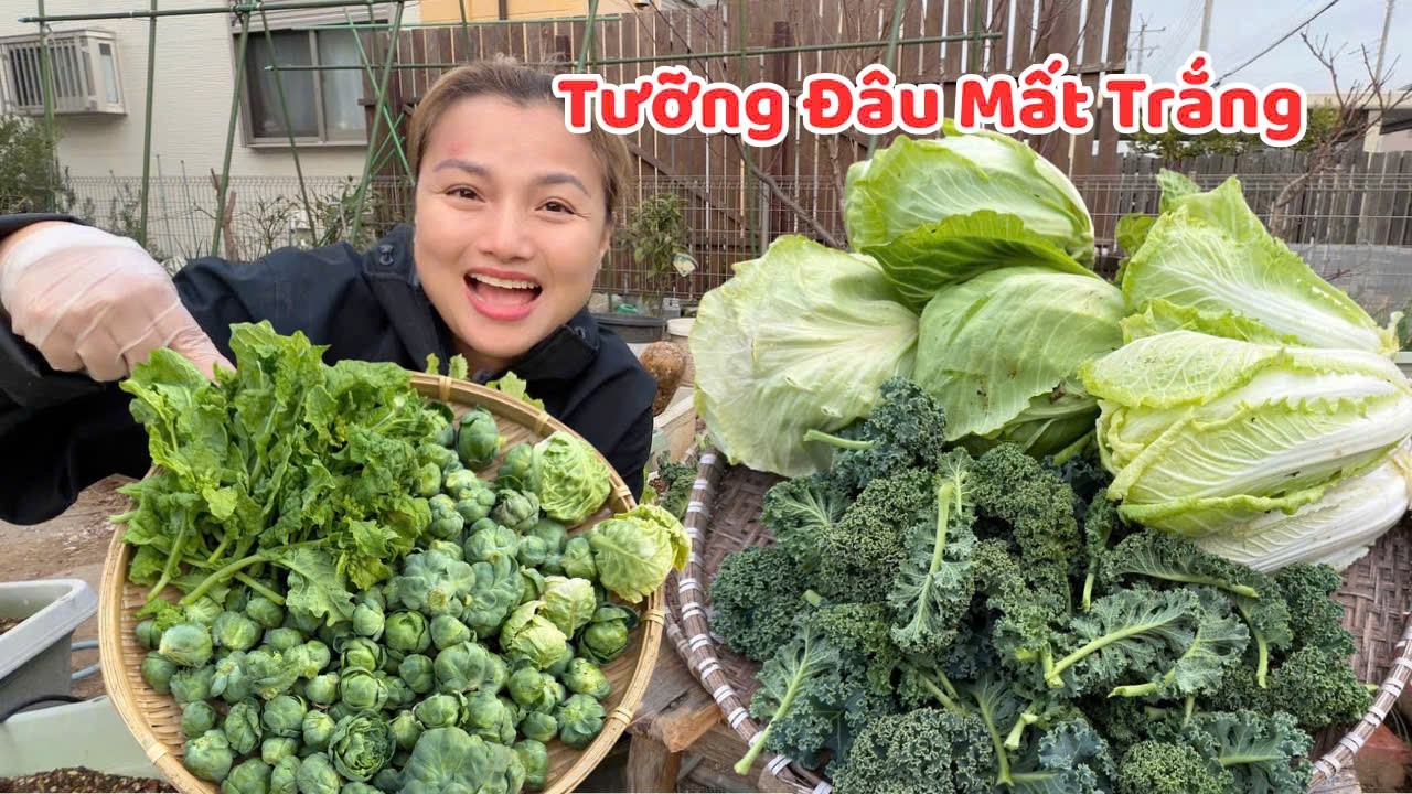 Vườn rau hôm nay có chuyện lạ… Quỳnh thu hoạch rau xong & phát hiện điều này