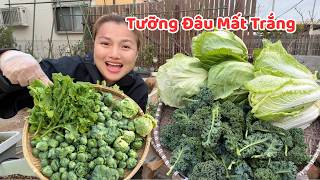 Vườn rau hôm nay có chuyện lạ… Quỳnh thu hoạch rau xong & phát hiện điều này