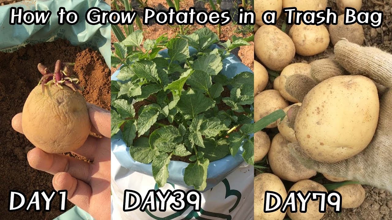 감자재배 및 수확ㅣHow to Grow Potatoes in a Trash Bag 