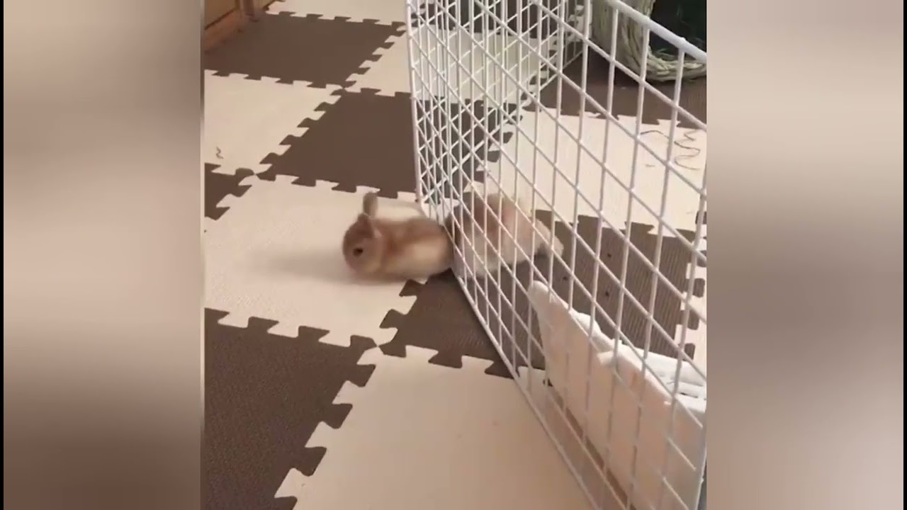 Escape Artists at their Best!! Animals classic escapes SoFunny ShazChannel YouTube