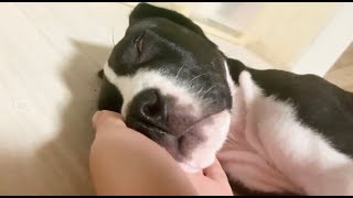 すぐ噛む仔犬が魔法の手で一瞬で・・・