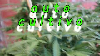 Seguimiento exterior variado Rkiem Seeds, Zamnesia, Barney´s Farm y Sendero Seeds 🌱🪴🌲