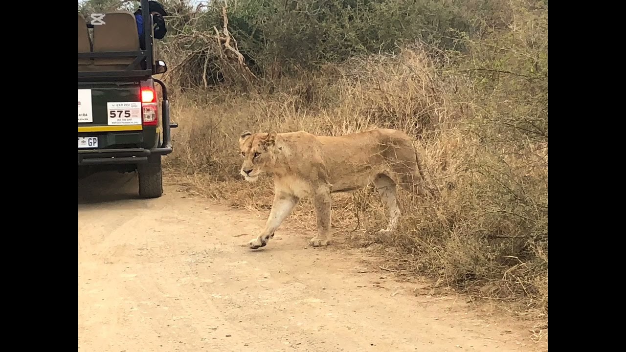Kruger park adventure
