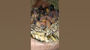 MASHALLAH 😍 Java Sparrows chick