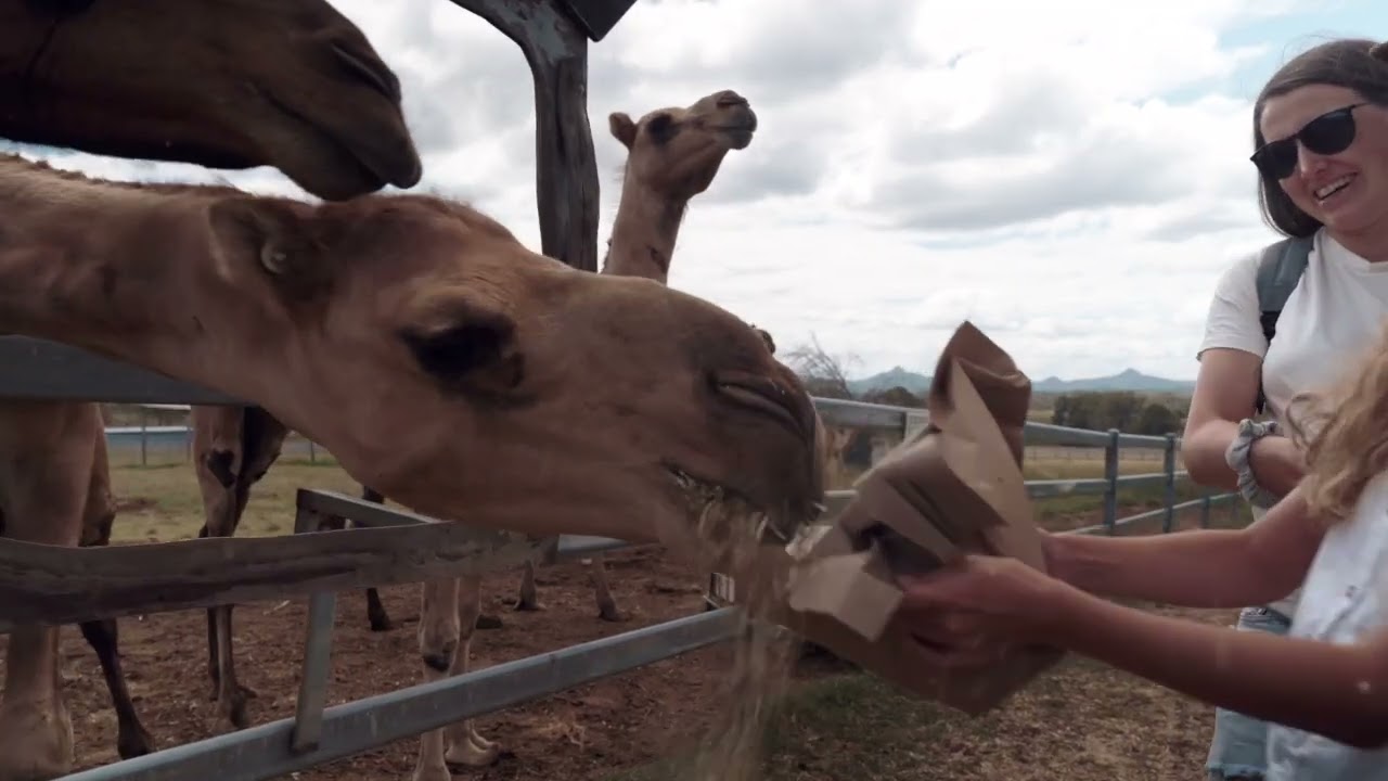 Authentic Farm Experience near Brisbane and Gold Coast - Summer Land Camels