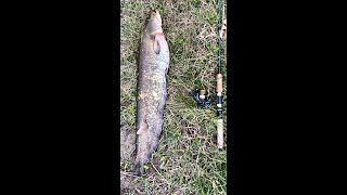 СОМ ПІД 8 КГ НА МІНІ ОБЕРТАЛКУ Mepps Aglia Long silver 0 #shorts #СОМ #СвітПрироди #NaturalWorld