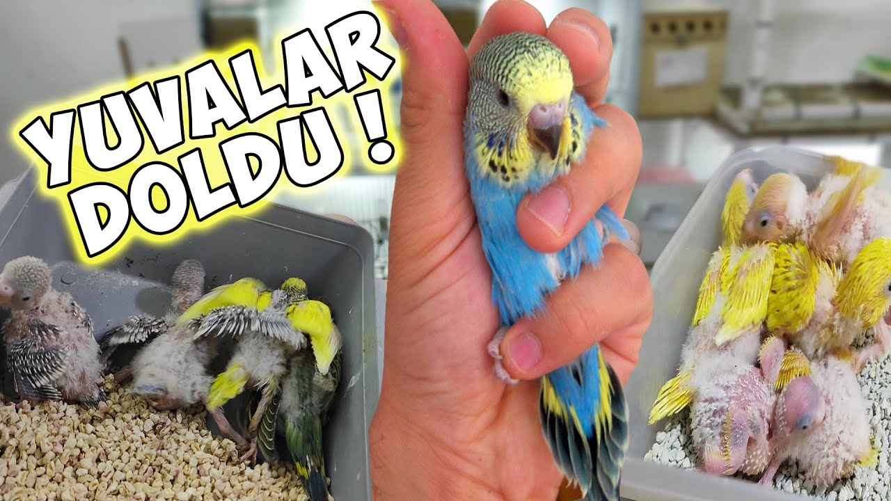 ÜRETİMHANE YAVRUYLA DOLDU ! MUHABBET KUŞU