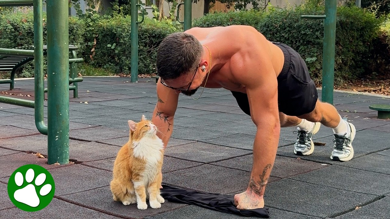 Stray Kitten Crashes Workout and Finds Forever Home