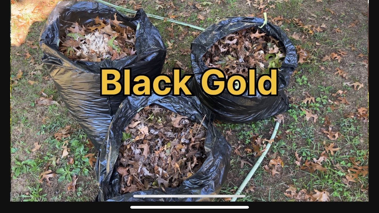 Leaf mold made simple tips for zone 6b gardening youtube