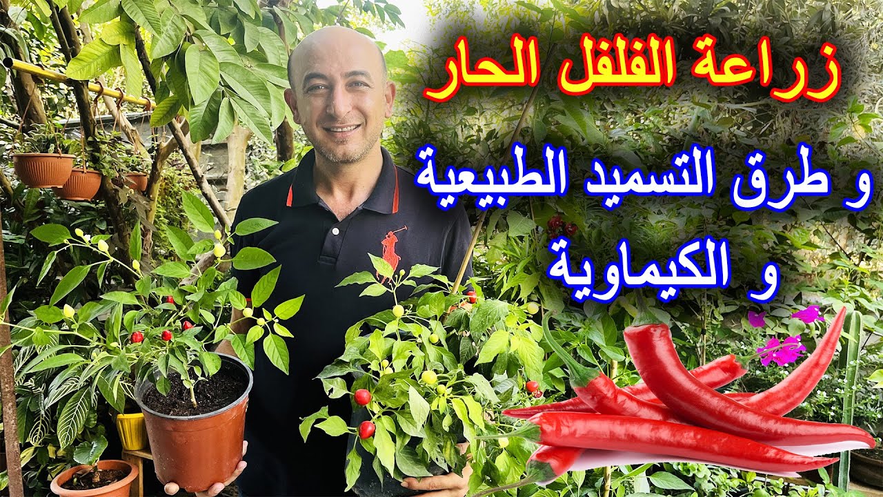 زراعة الفلفل الحار و طرق التسميد الطبيعية و الكيماوية لها