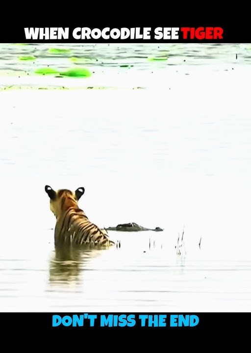 Crocodile V/S Tiger & Lion #viralshorts #viralytshorts #shorts #animalshorts #ytshorts #wildlife