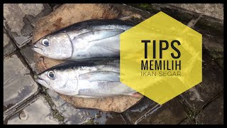 Tips memilih ikan tuna segar