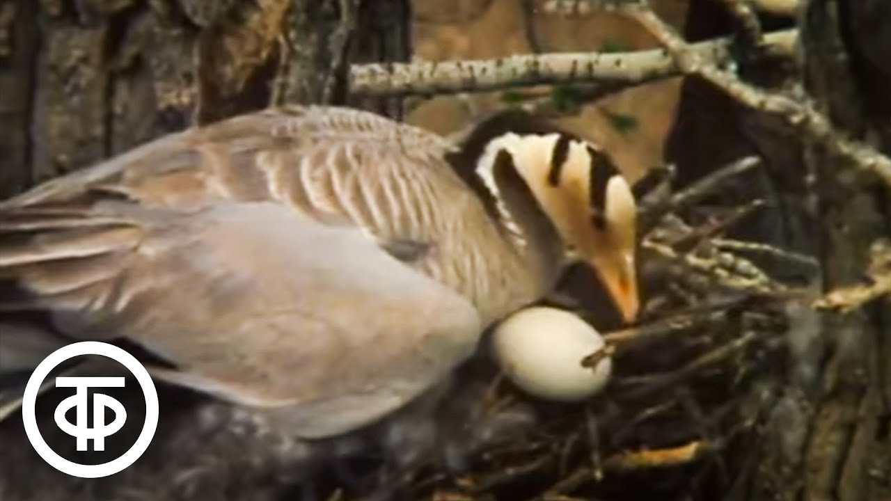 Горный гусь: страж высокогорий и его удивительный мир