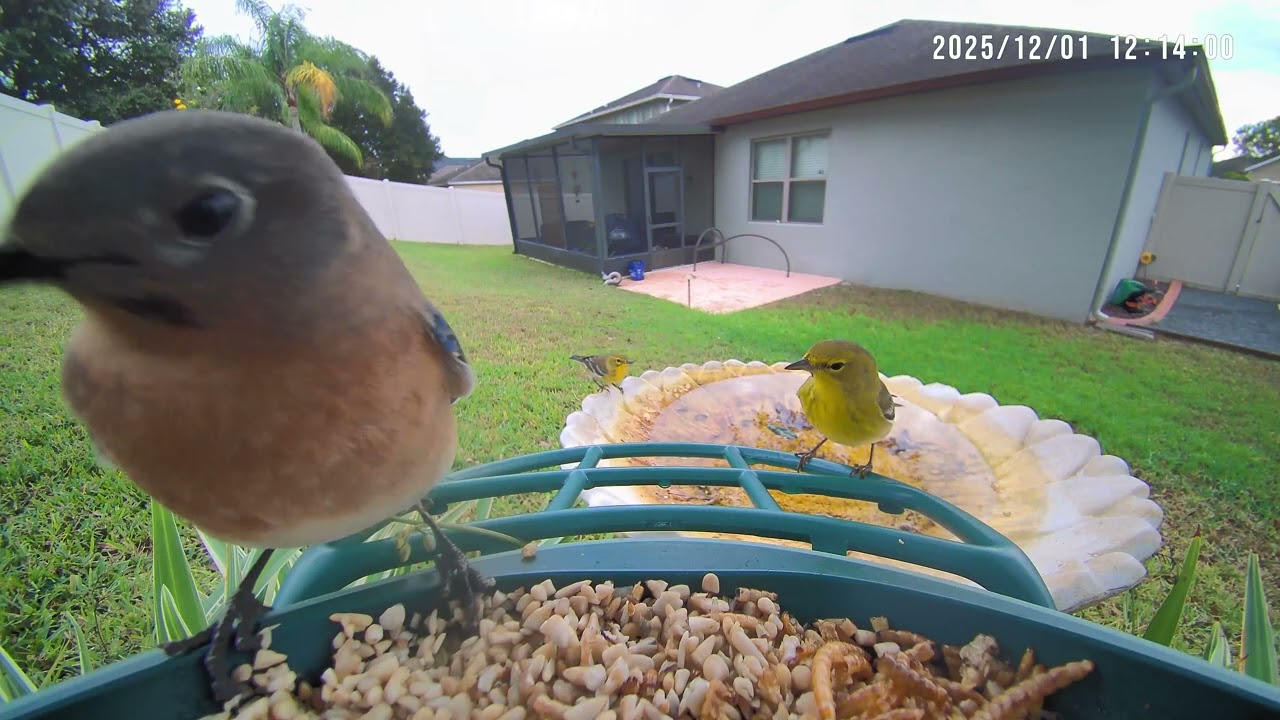 Pine Warbler - Mt Dora Bird Feeder