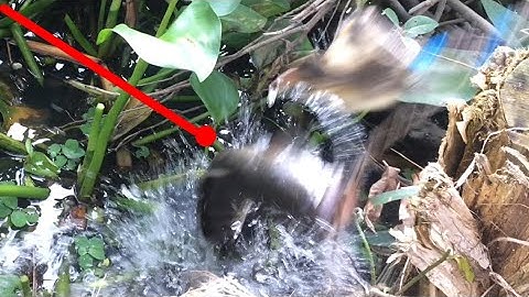 Câu cá lóc nhấp cá lóc bằng vịt, con cá lóc chà bá nợn nguyên ổ đen thui