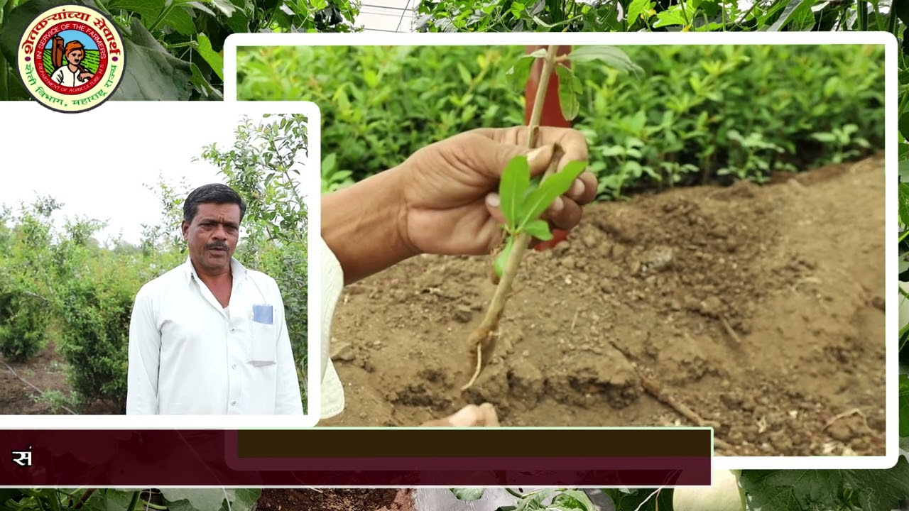 डाळिंब रोपवाटिका