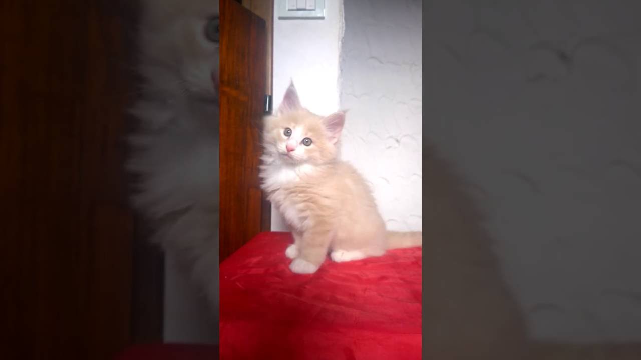 Cucciolo Maschio Gatti Norvegese Delle Foreste Youtube