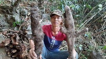 Cốt Toái Bổ,Vị Thuốc Qúy Tuyệt Vời Cho Xương Khớp