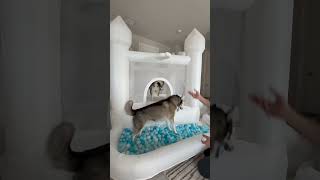 My dogs deserved this epic indoor suprise #dog #dogs #husky #huskies #cute