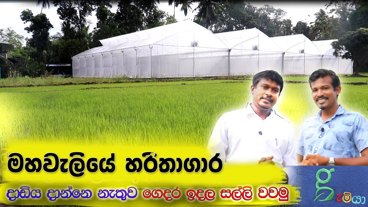 මහවැලියෙන්  ආරක්ෂිත ගෘහයක් හදන්නgreenhouse / polytunnel