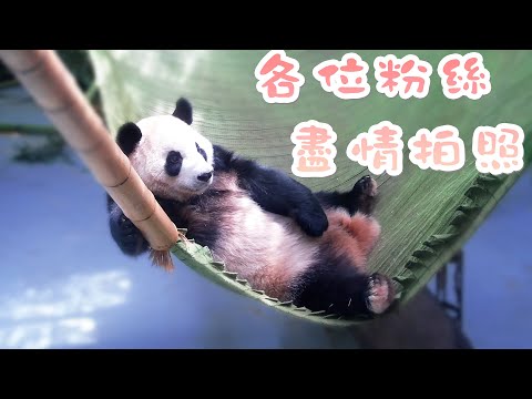 《熊貓早晚安》大熊貓鏡頭感超強，大方擺姿勢供粉絲拍照 | iPanda熊貓頻道