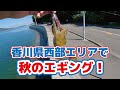 香川県西部エリアで行く！秋のエギング！！【解説アリ】