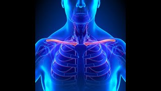 Clavicle - Musculoskeletal - upper limb by Dr/Omar Medhat
