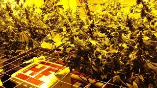 Herbin Farmer - New 11/13 Flower Cycle, Begin Flush and Cloner Update