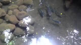 Roshni Wiz Fish Crocodile Park