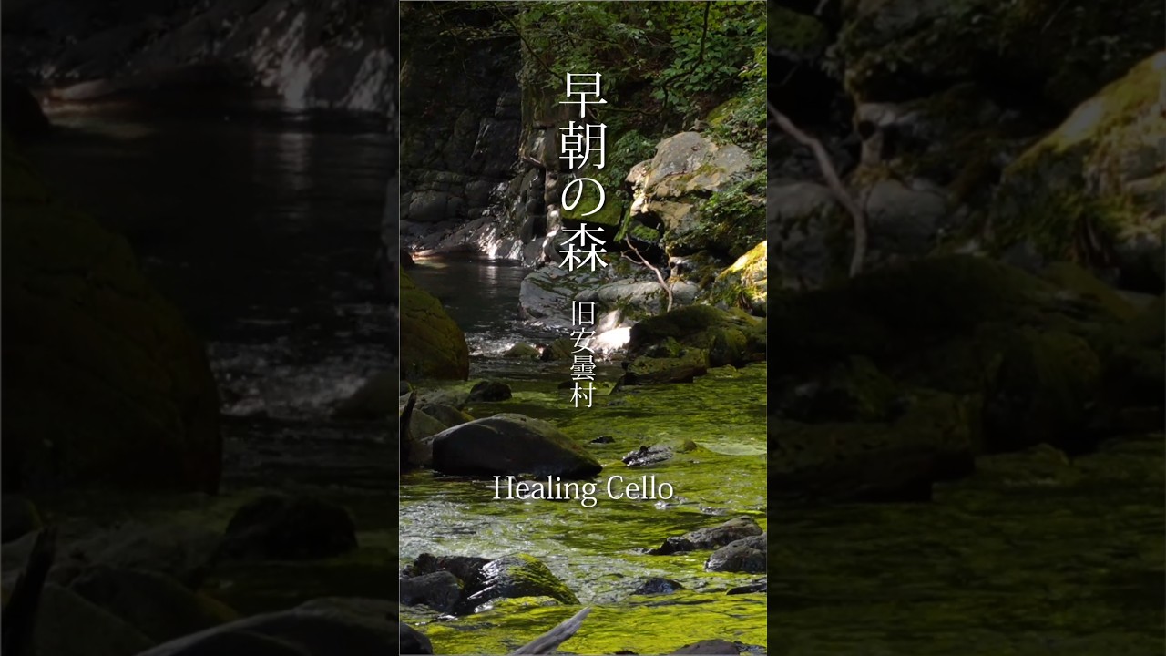 早朝の森（旧安曇村）とチェロ