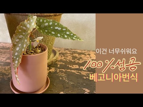 베고니아번식100%가능해요