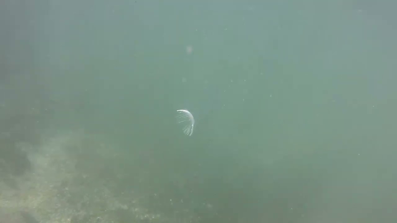 Lisera, 8-01-26, poza