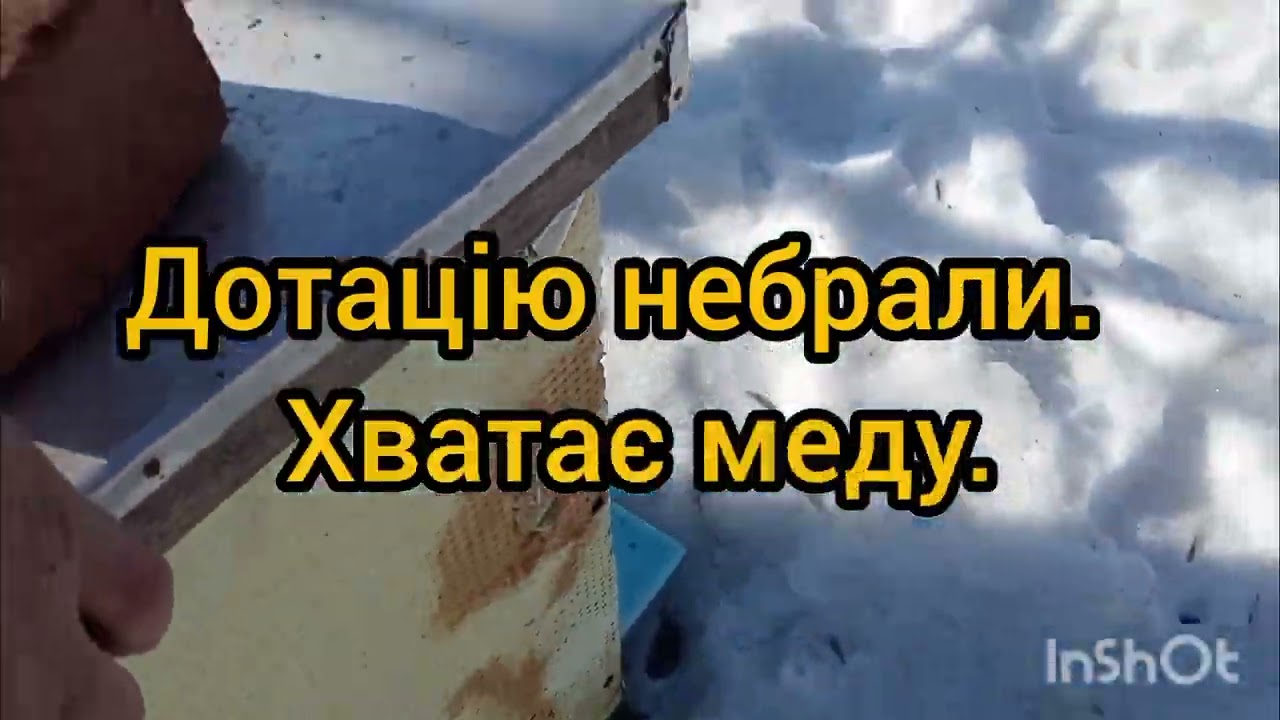 Бджілки полетіли. Обліт.