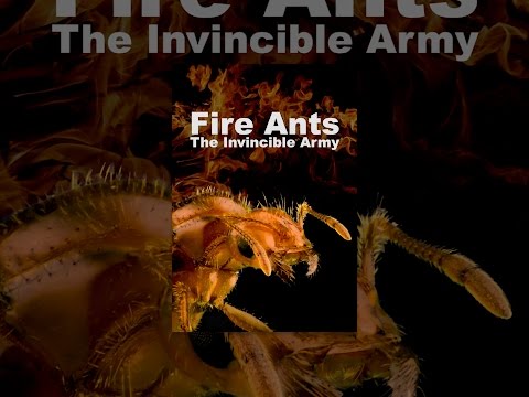 Fire Ants: The Invincible Army