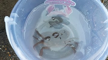 crab fishing at brixham 2020