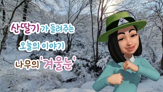 산딸기가 들려주는 오늘의 이야기 나무의 ‘겨울눈’