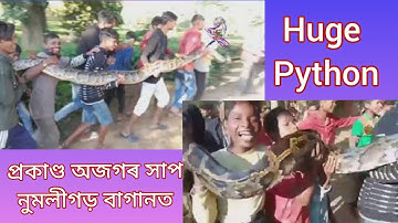 Feeding a Reticulated Python | Secrets of the Zoo: Down Under#Python#animal#snake#VoiceofgreenAssam