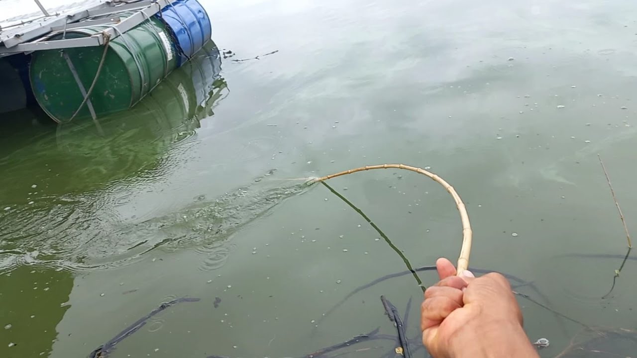 Pescaria de Piauçu piau 3 pinta traíra Bruta e apaiari no Rio turvo, veja a emoção que ela ficou 