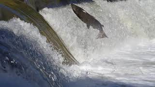 Salmon Run, 2020