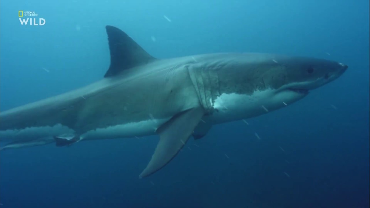Nat Geo Wild - Чудеса океана - 2 серия  Хищник или жертва