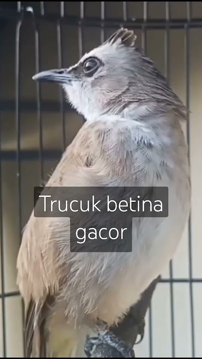 Trucuk betina gacor pemanggil jantan #trucukan #trucukangacor #trucukangacor #ropeltrucukan #burung