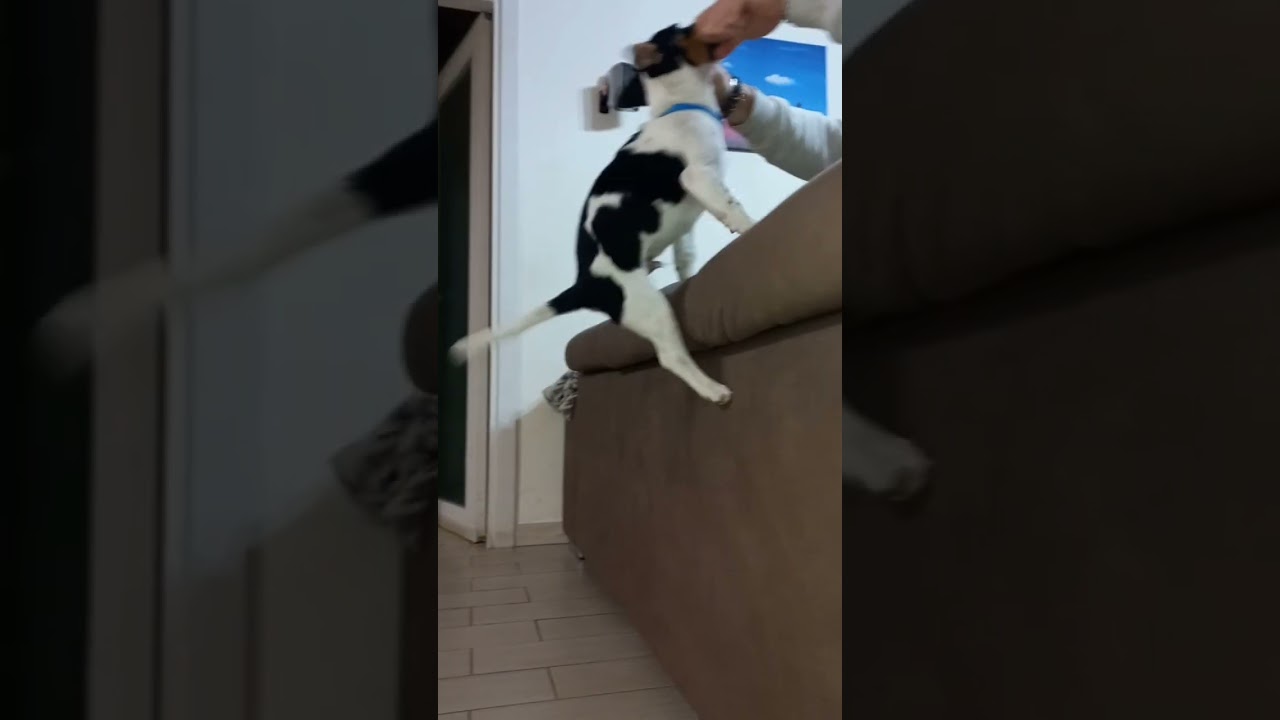 Kimba e l'arrampicata 