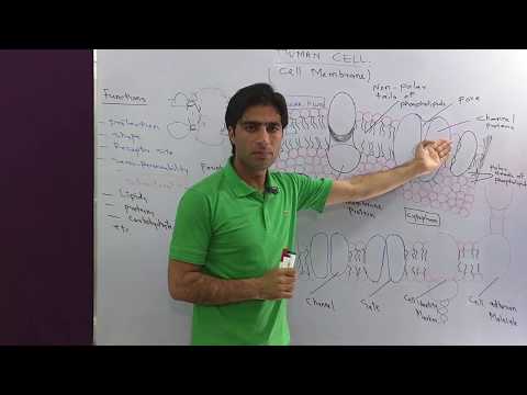 Medical Lectures By Asad